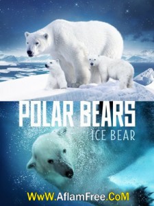Polar Bears Ice Bear 2013